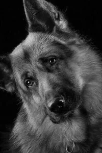 Граф Шутц Хунд