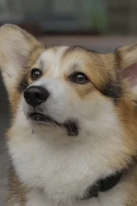 Шкипер
