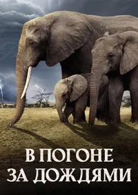 В погоне за дождями