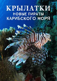 Крылатки — новые пираты Карибского моря