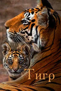 Тигр